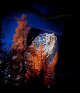250_Bodia_Monte_Albero